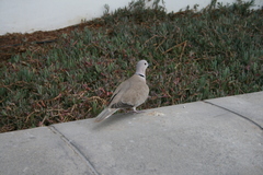 Streptopelia decaocto