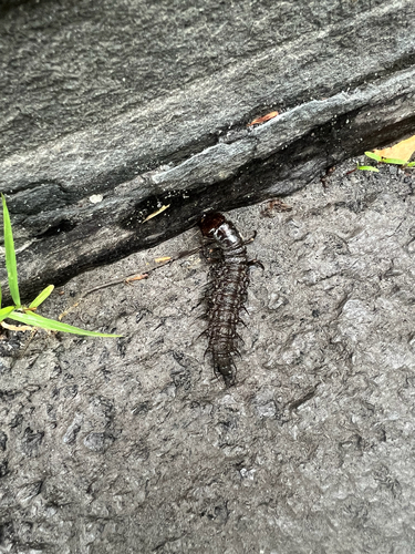Dobsonfly