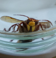 Vespa crabro