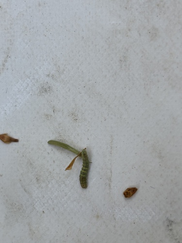 iNaturalist observation photo of Rose Slug Sawfly