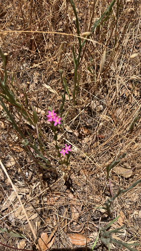 iNaturalist observation photo of Muehlenberg's Centaury