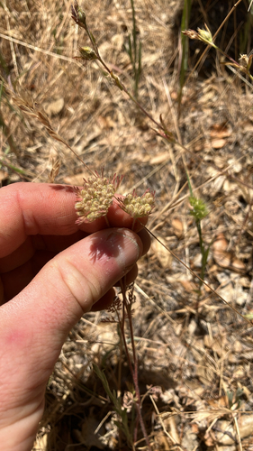 iNaturalist observation photo of American wild carrot