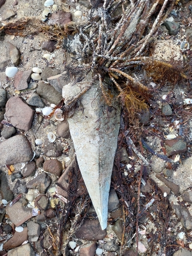 Australian Razor Clam