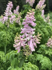Corydalis caseana brandegeei