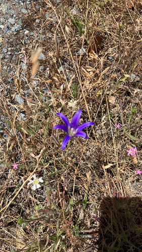 iNaturalist observation photo of harvest brodiaea