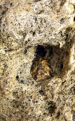 Patelloida latistrigata