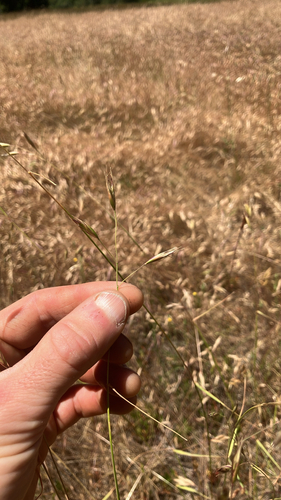 iNaturalist observation photo of California oatgrass