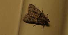 Pyralis pictalis