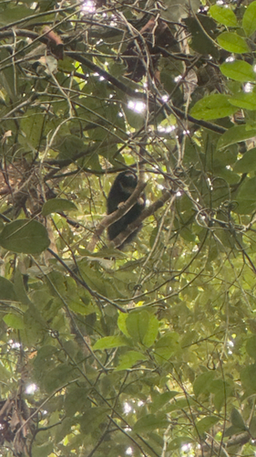 White-chested Titi