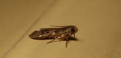 Pyralis pictalis