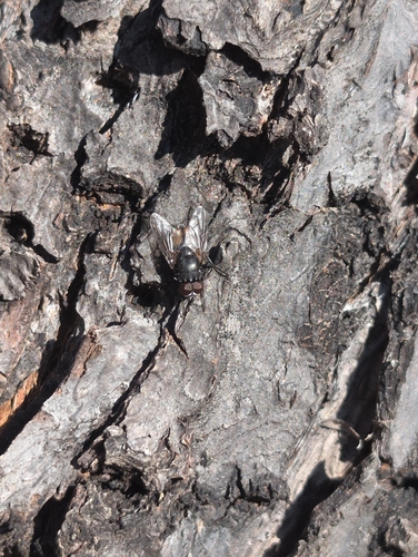 iNaturalist observation photo of Flies