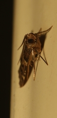 Pyralis pictalis