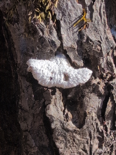 iNaturalist observation photo of Fungi Including Lichens