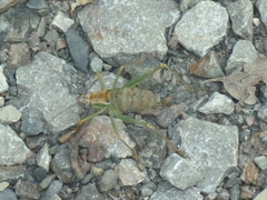 Metaplastes pulchripennis