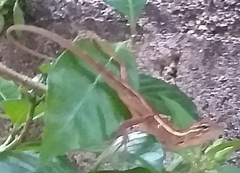 Calotes versicolor