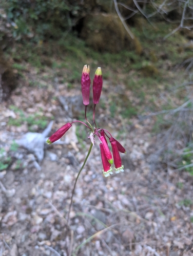 iNaturalist observation photo of firecracker flower