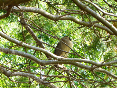 iNaturalist image