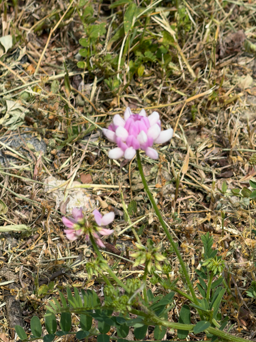 purple crownvetch