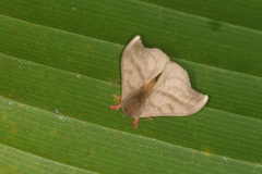 Hylesia dalina