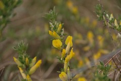 Chamaecytisus ratisbonensis