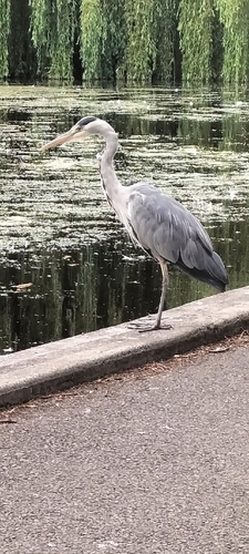 iNaturalist: (c) canaang, some rights reserved (CC BY-NC) iNaturalist image
