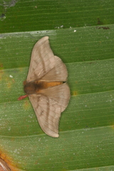 Hylesia dalina