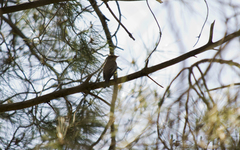 Muscicapa striata