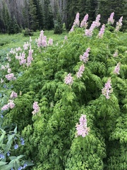 Corydalis caseana brandegeei