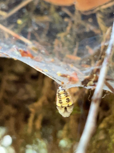 iNaturalist observation photo of California Oak Moth