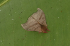 Hylesia dalina