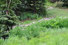 Corydalis caseana brandegeei