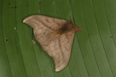 Hylesia dalina