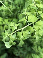 Corydalis caseana brandegeei