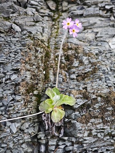 Primula laurentiana, photograph 3