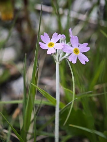 Primula laurentiana, photograph 4