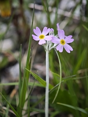 Primula laurentiana, photograph (c) kursic, some rights reserved (CC BY)