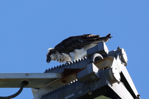 iNaturalist image