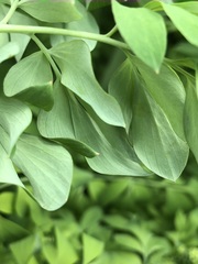 Corydalis caseana brandegeei