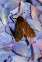 Automolis rubripuncta