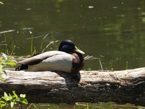 iNaturalist image