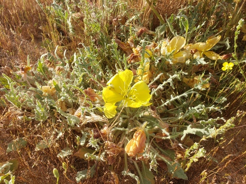 desert evening-primrose