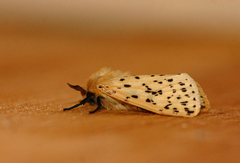 Eyralpenus testaceus