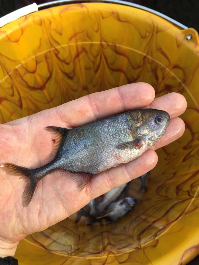 Leveque's elephantfish (Petrocephalus levequei) — Mormyridae