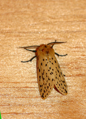 Eyralpenus testaceus