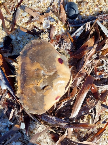 Surf Crab