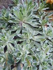 Saxifraga hostii