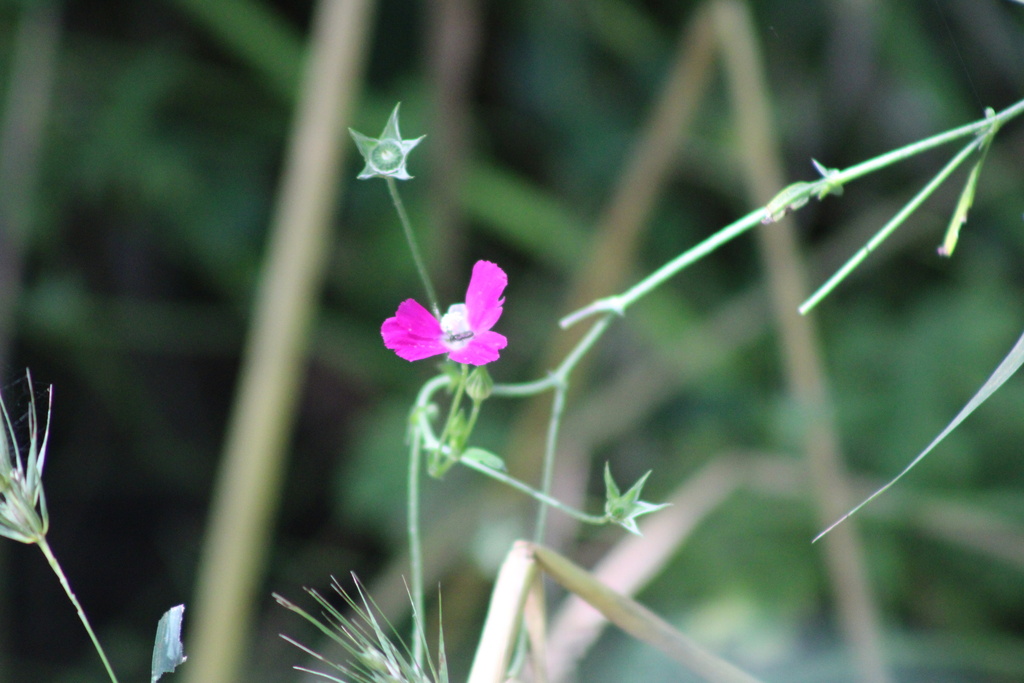 Callirhoe leiocarpa; photograph (c) ashleyrsteel, some rights reserved (CC BY)