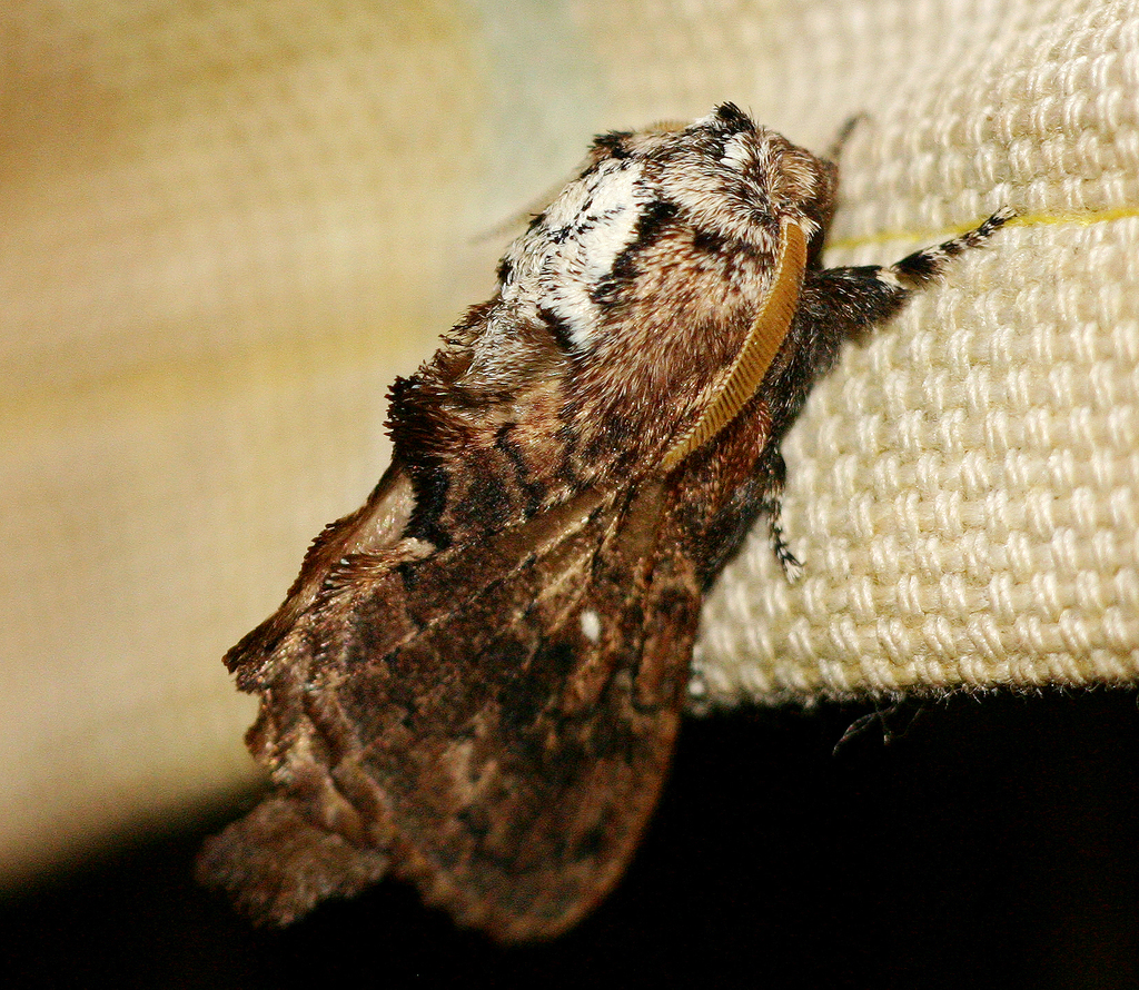 Epicnapteroides lobata