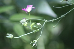 (c) ashleyrsteel, some rights reserved (CC BY) Callirhoe leiocarpa, photograph (c) ashleyrsteel, some rights reserved (CC BY)