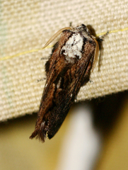 Epicnapteroides lobata